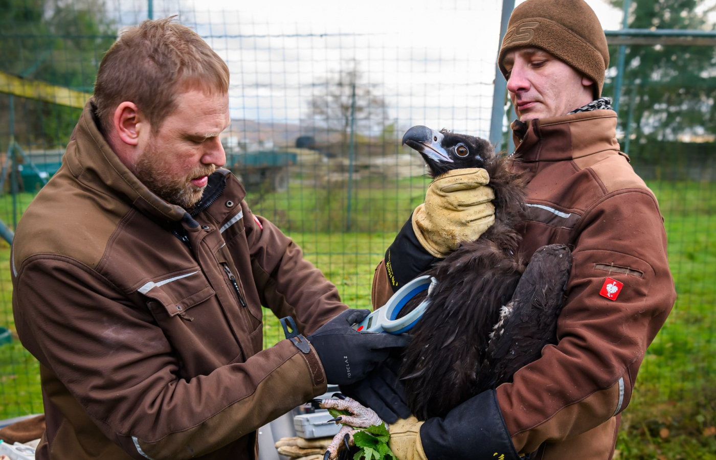 Two more vultures to be released