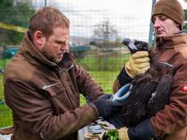 Two more vultures to be released