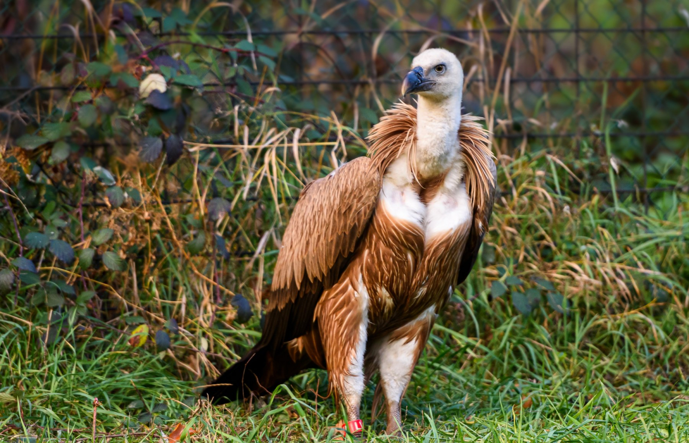 Two more vultures to be released