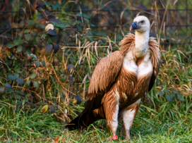 Two more vultures to be released