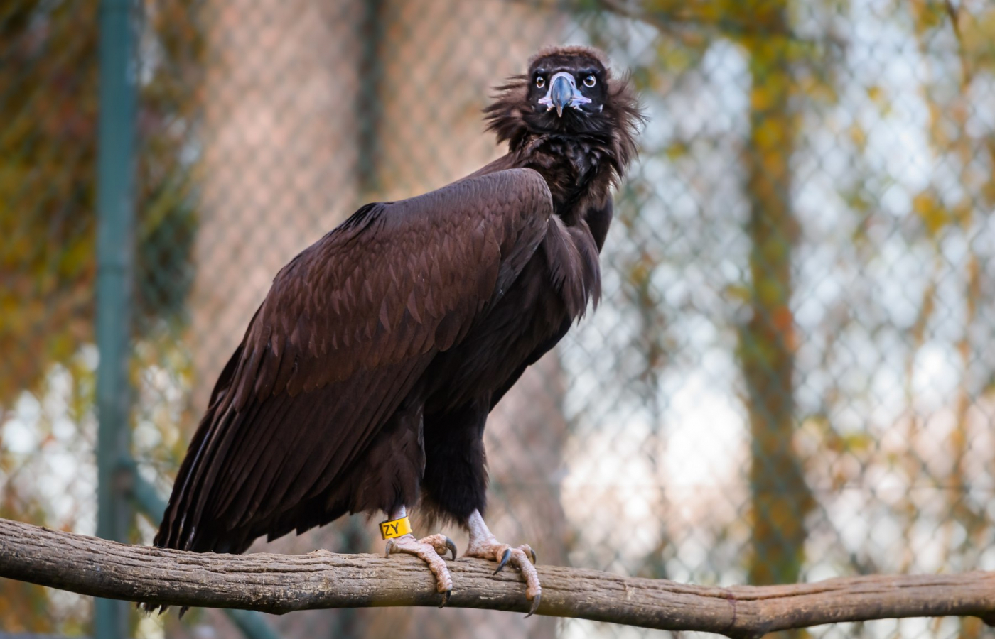 Two more vultures to be released