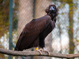 Two more vultures to be released