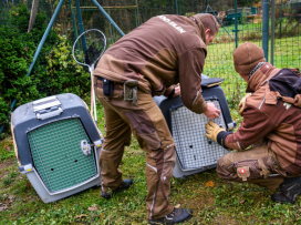 Two more vultures to be released