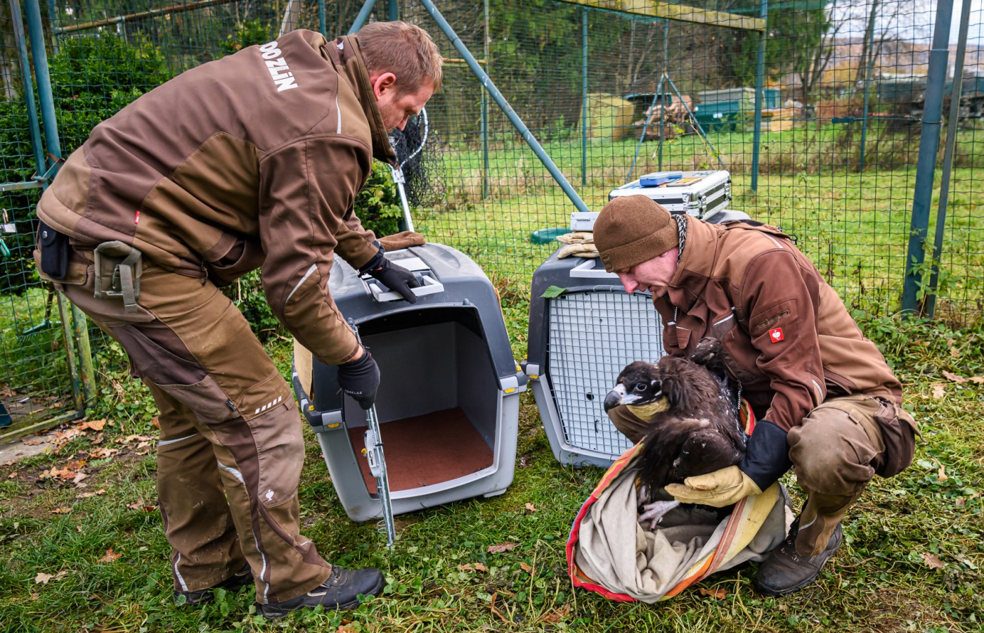 Two more vultures to be released