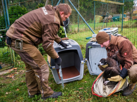 Two more vultures to be released