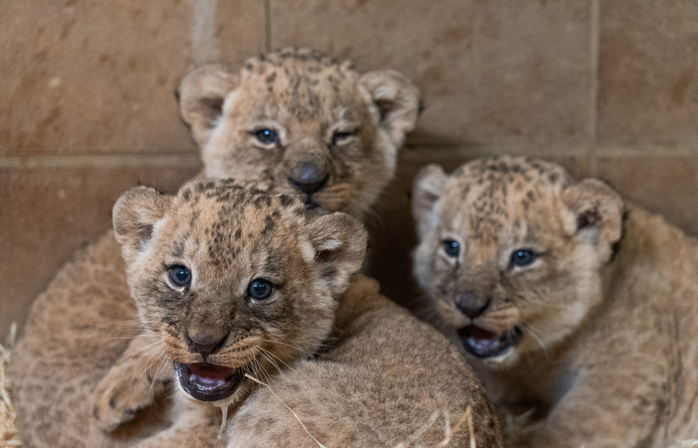 Three Katanga lion cubs born