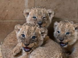 Three Katanga lion cubs born