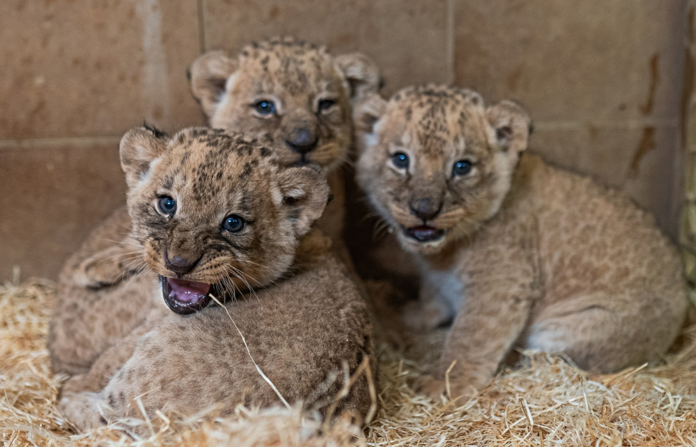 Three Katanga lion cubs born