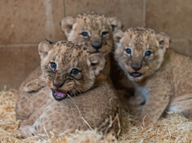 Three Katanga lion cubs born