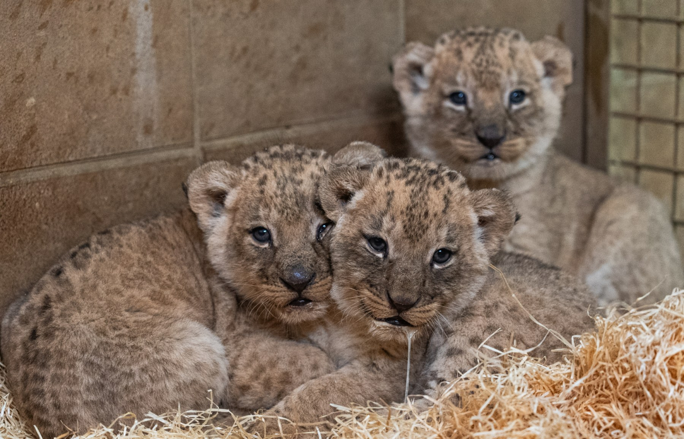 Three Katanga lion cubs born