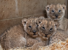 Three Katanga lion cubs born