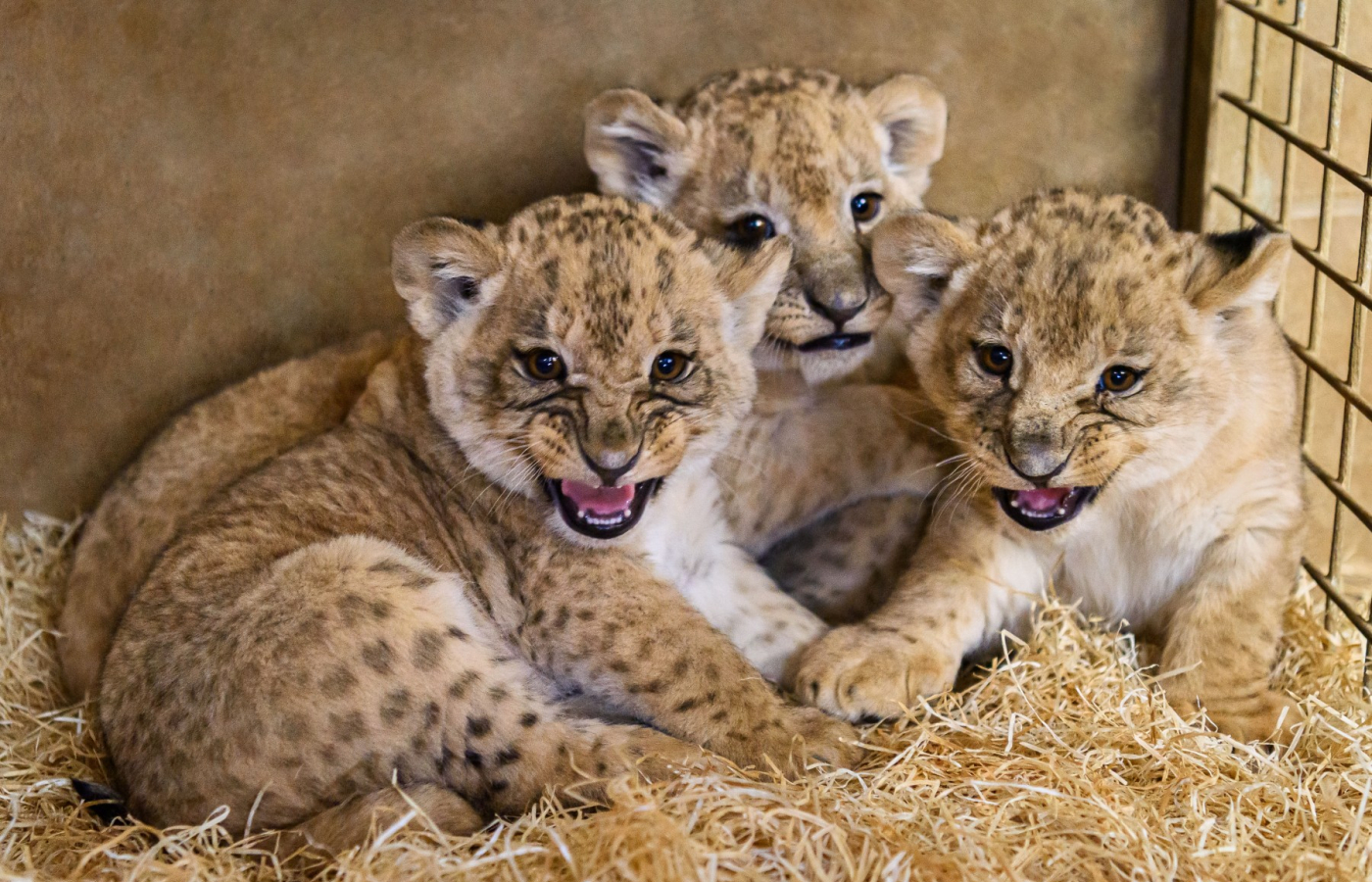 The first takes of the Lion rescue center and the first wobbly steps of the Katanga lion cubs!