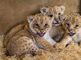 The first takes of the Lion rescue center and the first wobbly steps of the Katanga lion cubs!