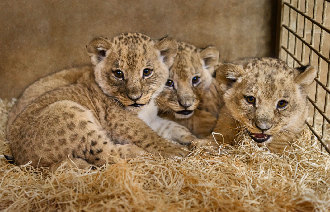 The first takes of the Lion rescue center and the first wobbly steps of the Katanga lion cubs!