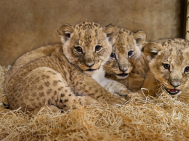 The first takes of the Lion rescue center and the first wobbly steps of the Katanga lion cubs!