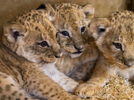 The first takes of the Lion rescue center and the first wobbly steps of the Katanga lion cubs!
