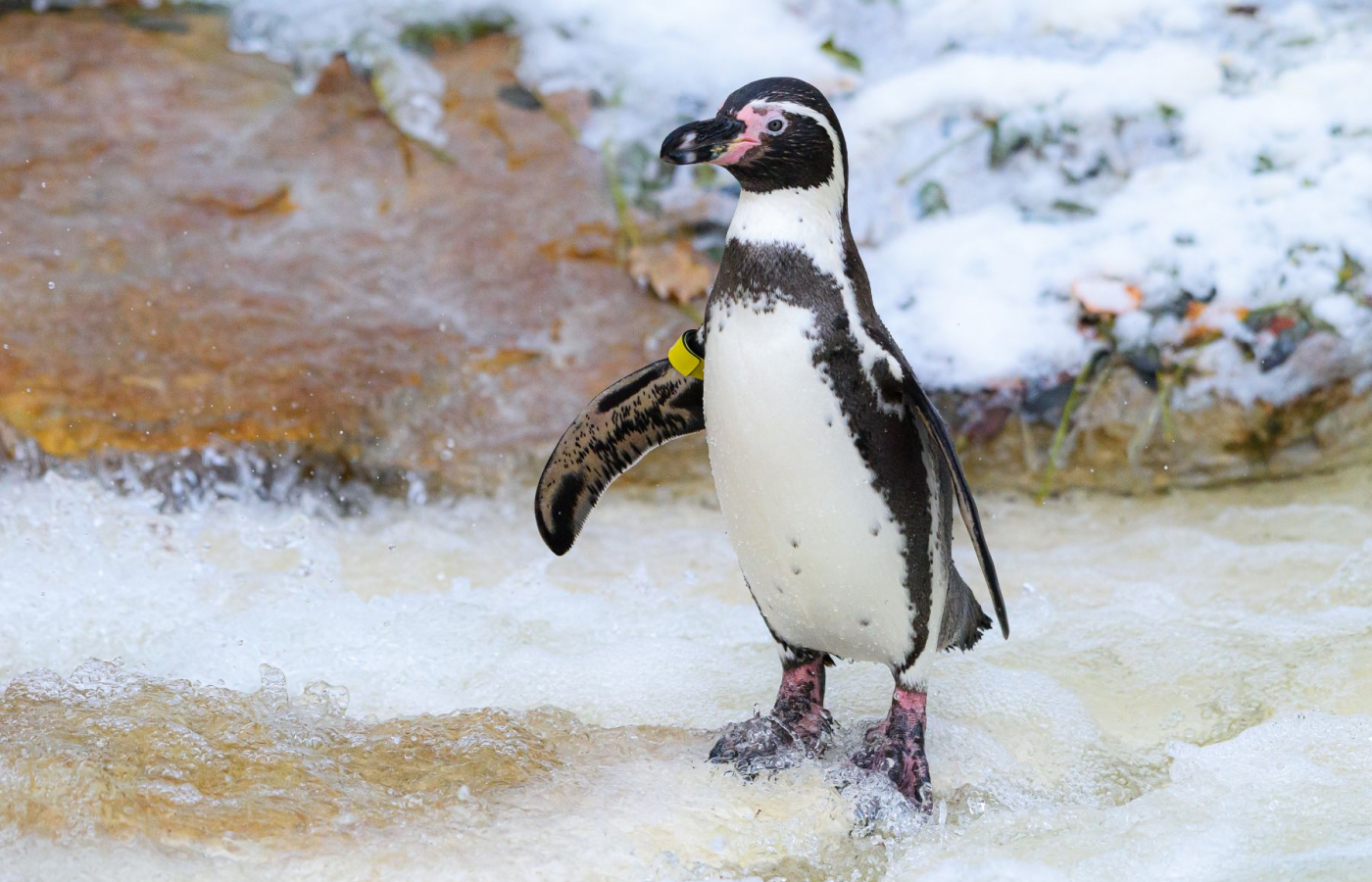 Nenechte si ujít návštěvu zimní Zoo Zlín