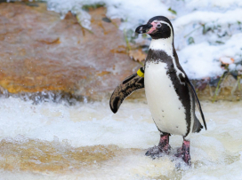 Nenechte si ujít návštěvu zimní Zoo Zlín