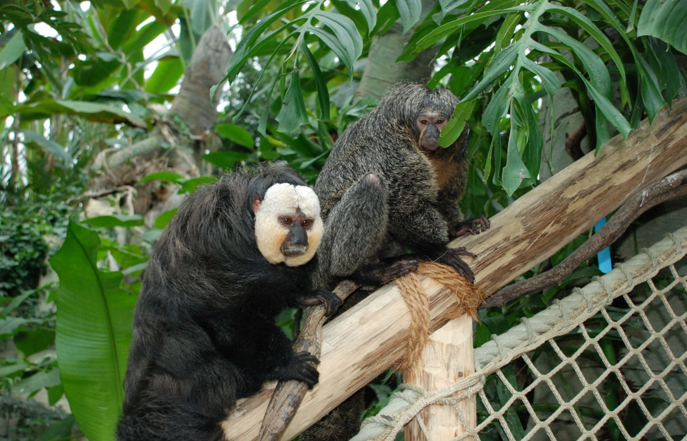 Nenechte si ujít návštěvu zimní Zoo Zlín
