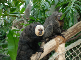 Nenechte si ujít návštěvu zimní Zoo Zlín
