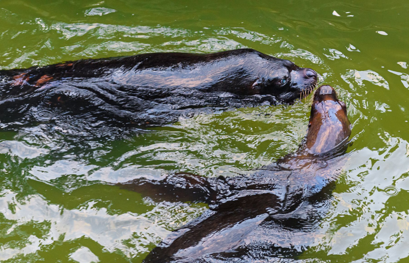 Nenechte si ujít návštěvu zimní Zoo Zlín