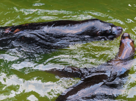Nenechte si ujít návštěvu zimní Zoo Zlín