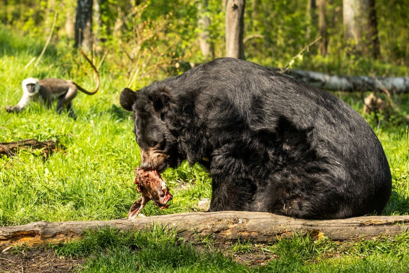 The infamous Asian black bear is getting comfortable