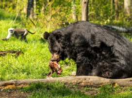 The infamous Asian black bear is getting comfortable