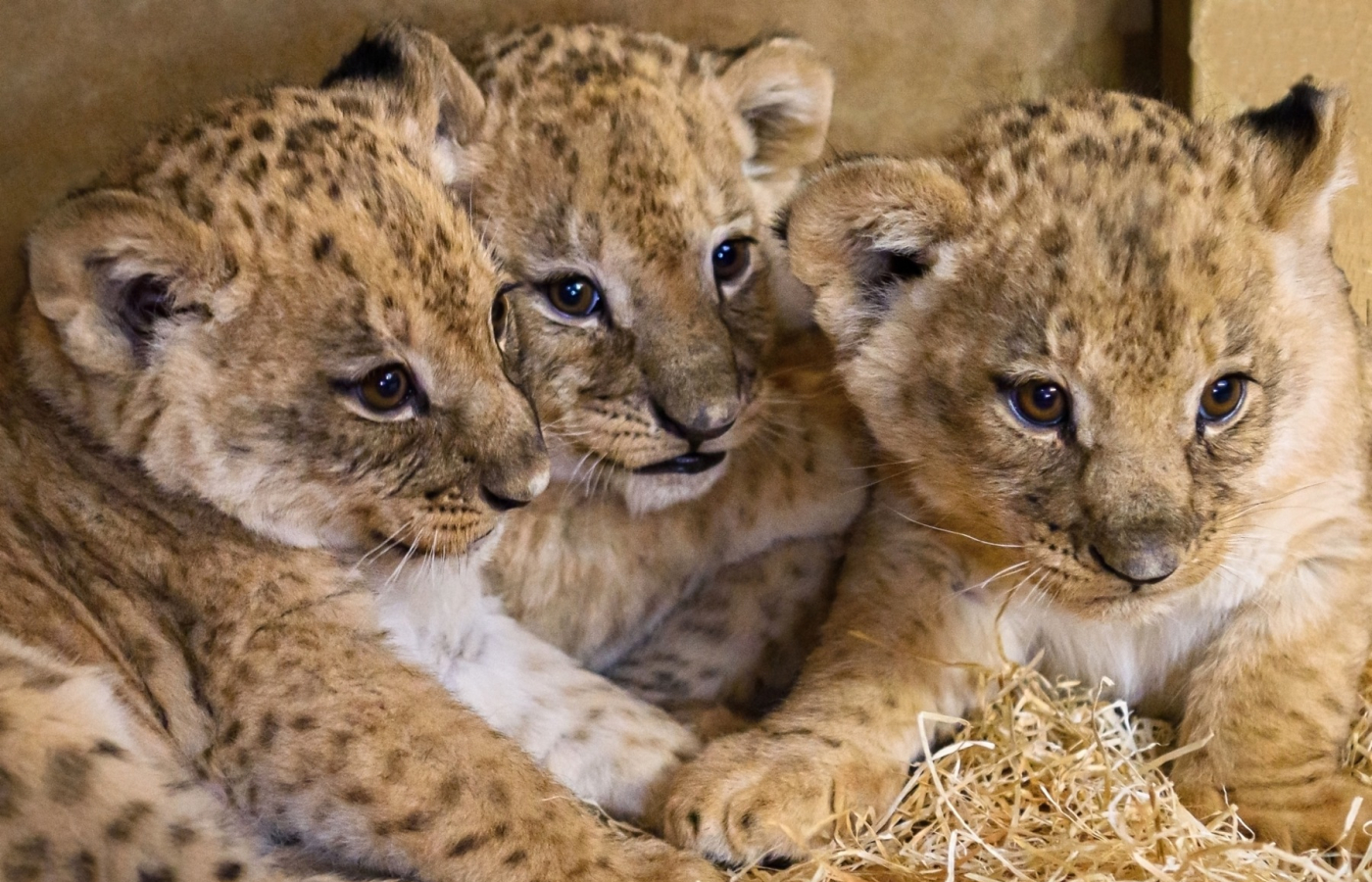Rok 2024 je třetím nejúspěšnějším v historii zoo