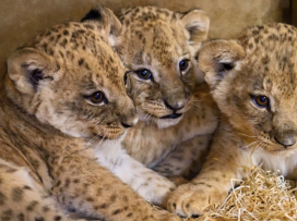 Rok 2024 je třetím nejúspěšnějším v historii zoo