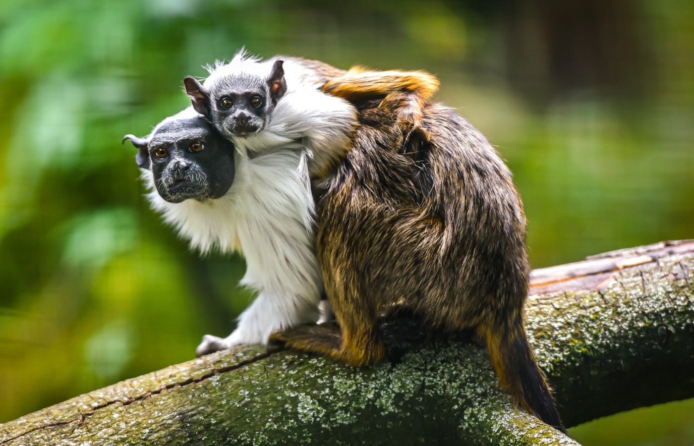 2024: Zlín Zoo attendance among the top three ever recorded