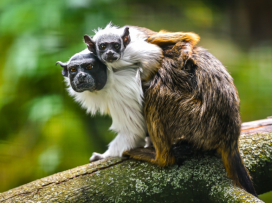 2024: Zlín Zoo attendance among the top three ever recorded