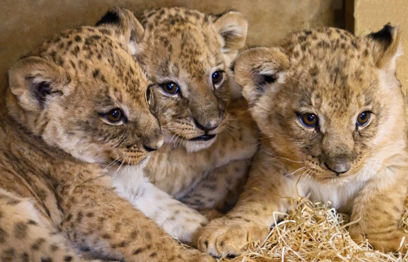 2024: Zlín Zoo attendance among the top three ever recorded