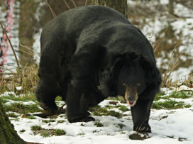 Medvěd ušatý v Zoo Ostrava objevuje venkovní výběh