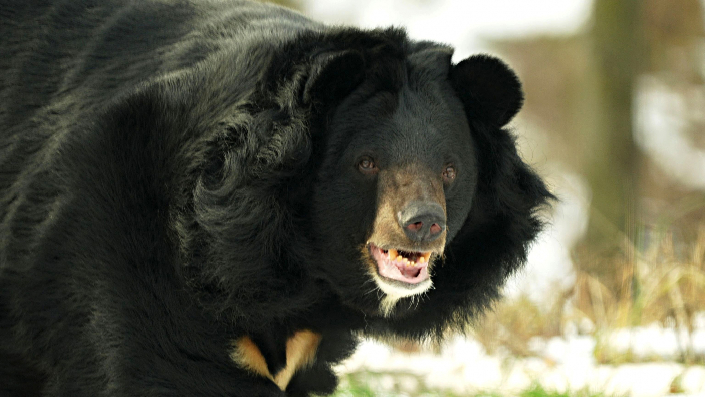 Jiřík the Black Bear cherishing every moment