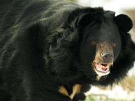 Jiřík the Black Bear cherishing every moment