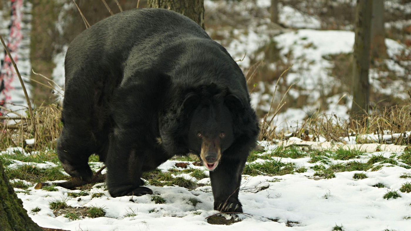 Jiřík the Black Bear cherishing every moment