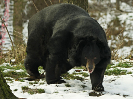 Jiřík the Black Bear cherishing every moment