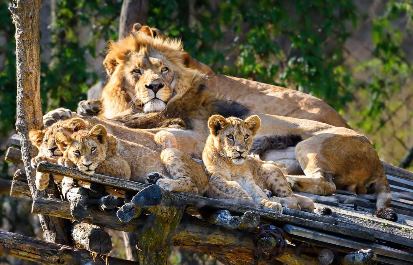 Trojlístek lvíčat pokřtili Zlín Lions