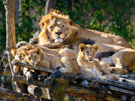 Trojlístek lvíčat pokřtili Zlín Lions