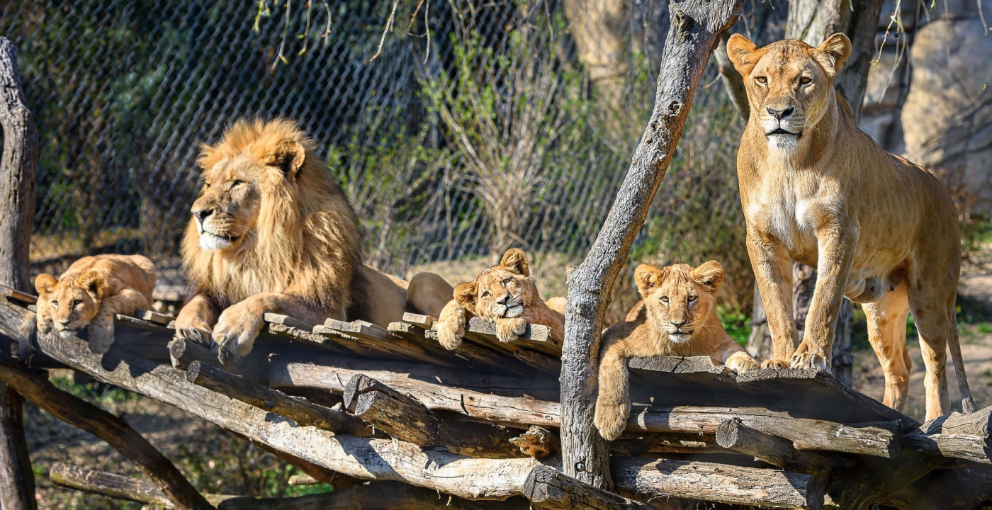 Trojlístek lvíčat pokřtili Zlín Lions