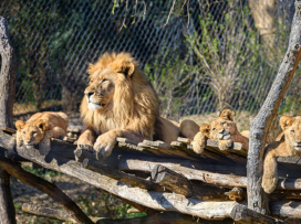 Trojlístek lvíčat pokřtili Zlín Lions