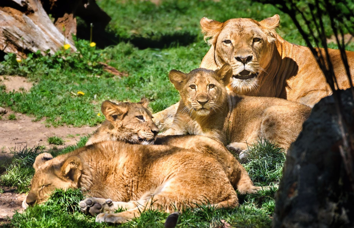 Trojlístek lvíčat pokřtili Zlín Lions