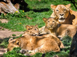 Trojlístek lvíčat pokřtili Zlín Lions