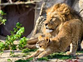 V květnu do Zoo Zlín