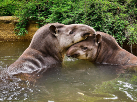 V květnu do Zoo Zlín