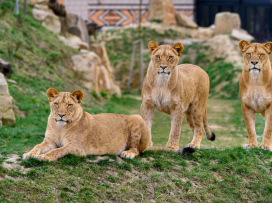V květnu do Zoo Zlín