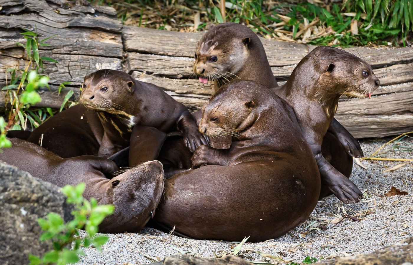 V květnu do Zoo Zlín