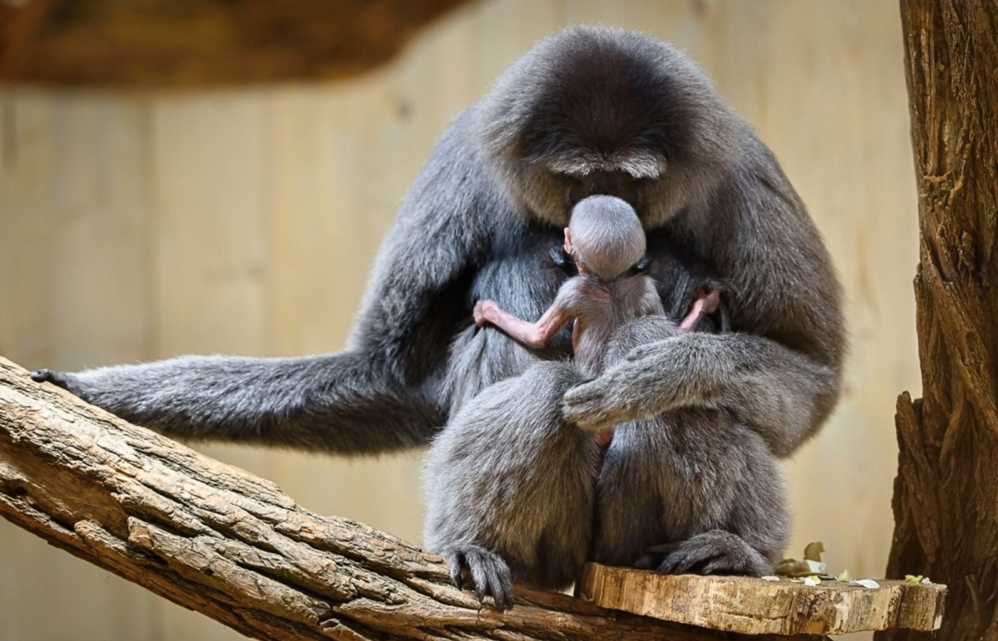 V květnu do Zoo Zlín