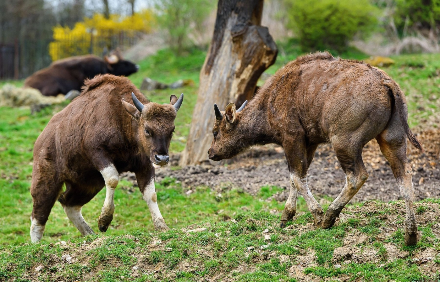 V květnu do Zoo Zlín